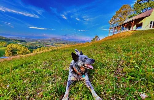 Laurel Springs Cabin | Breathtaking views 1-bedroom cabin in beautiful Laurel Springs
