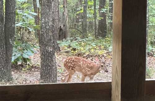Morrilton Cabin | Secluded A-Frame Cabin w/Sauna+Pool Table+ Fire Pit on Petit Jean Mountain