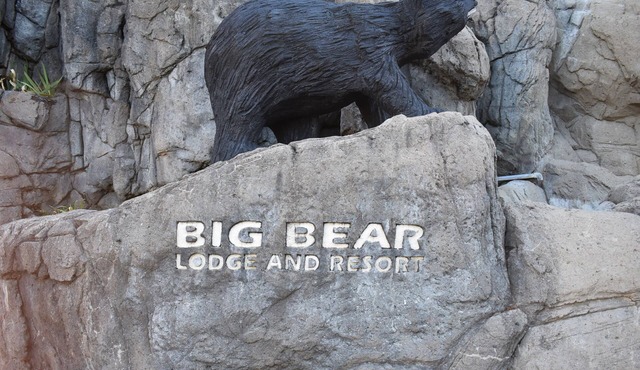Bear Elegance in the Heart of Pigeon Forge