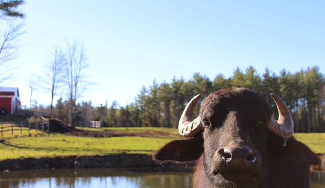 Glamping at Maine Water Buffalo Farm