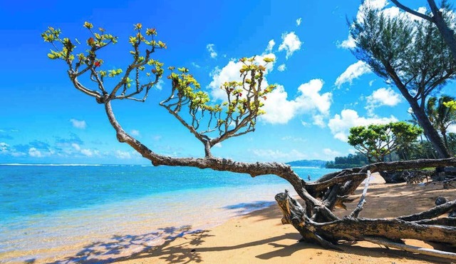 Steps from the Ocean in a Roomy Kilauea Getaway TVNC#4255