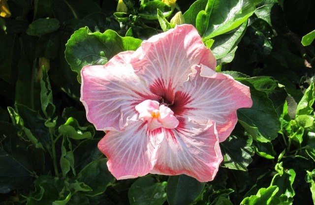 Hale Mahina 