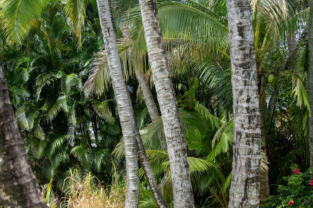 Photo of Outdoor in Kehena Beach Estates