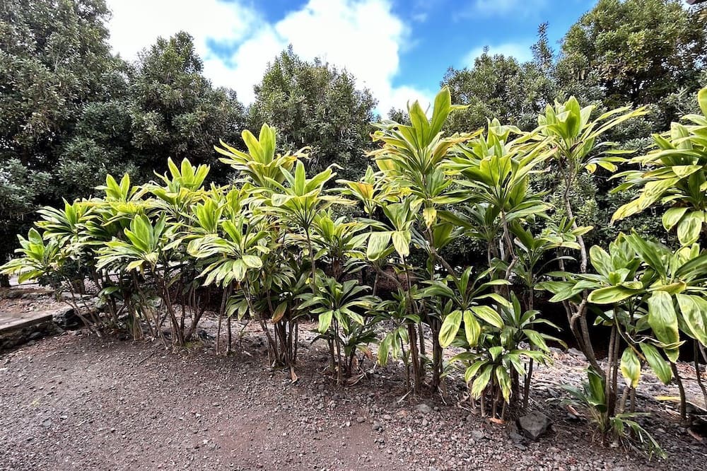 Photo of Outdoor in Kealakekua