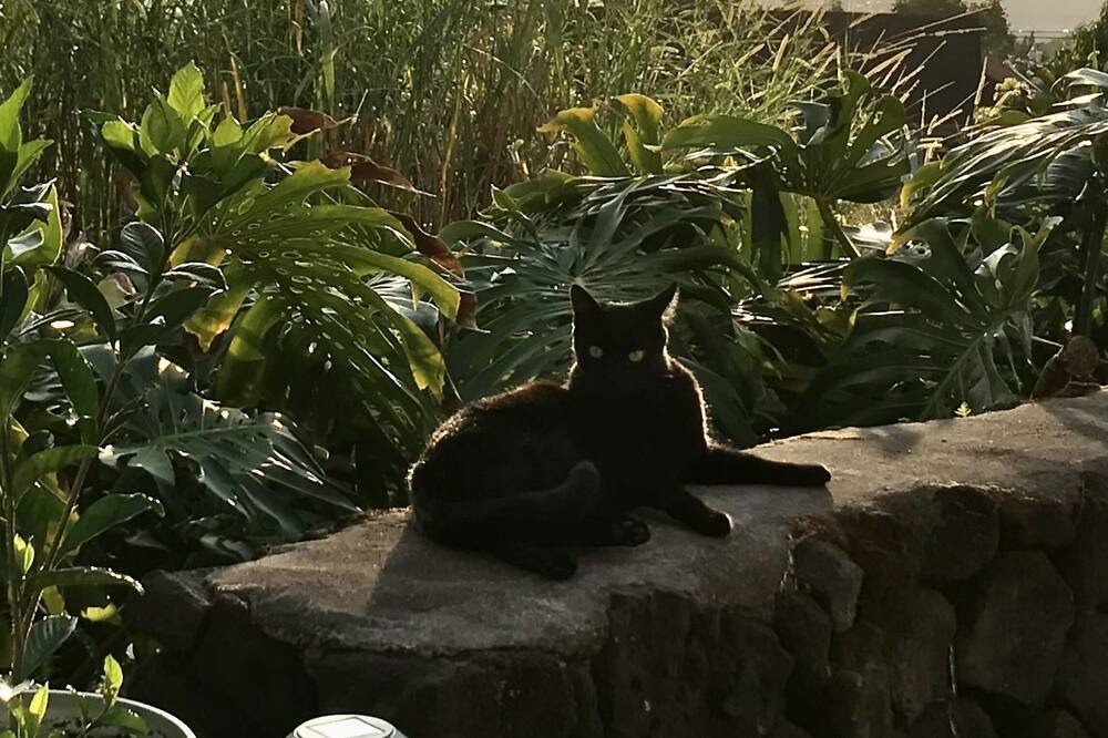 Photo of Outdoor in Holualoa