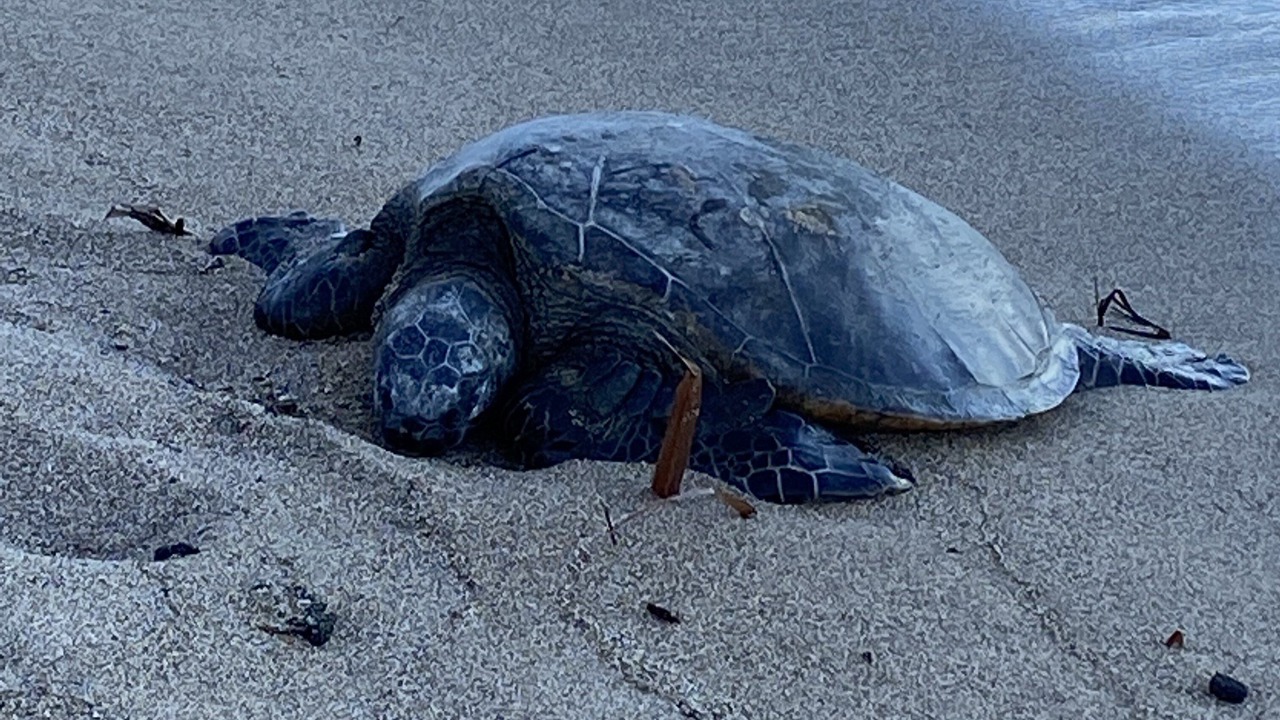 Photo of Outdoor in Waikoloa