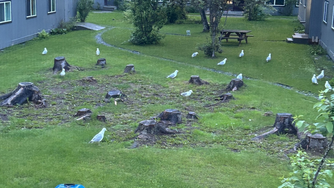 Photo of Outdoor in Kenai