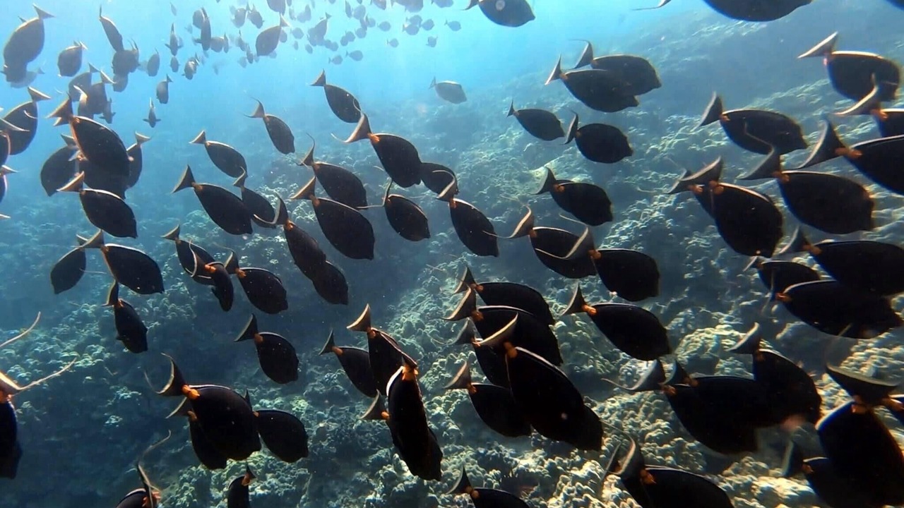 Photo of Others in Maalaea