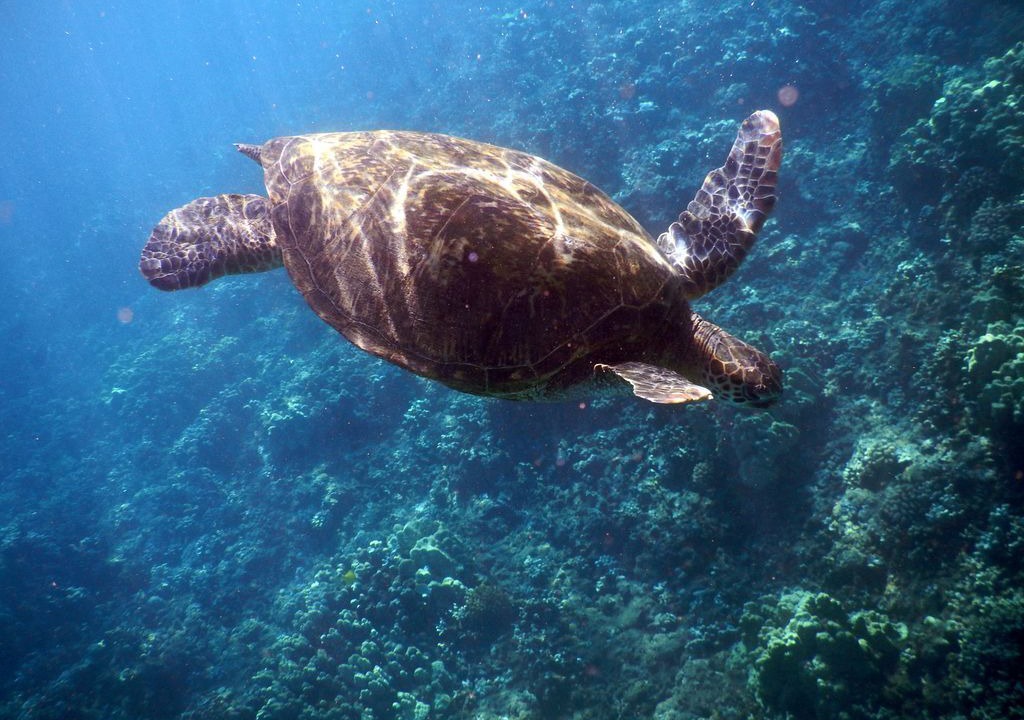 Photo of Others in Honokowai