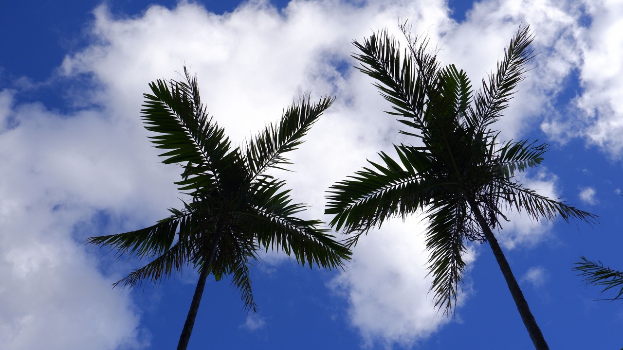 Photo of Others in Makaha