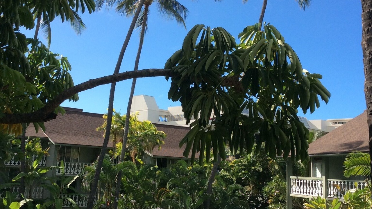 Photo of Outdoor in Historic Kailua Village