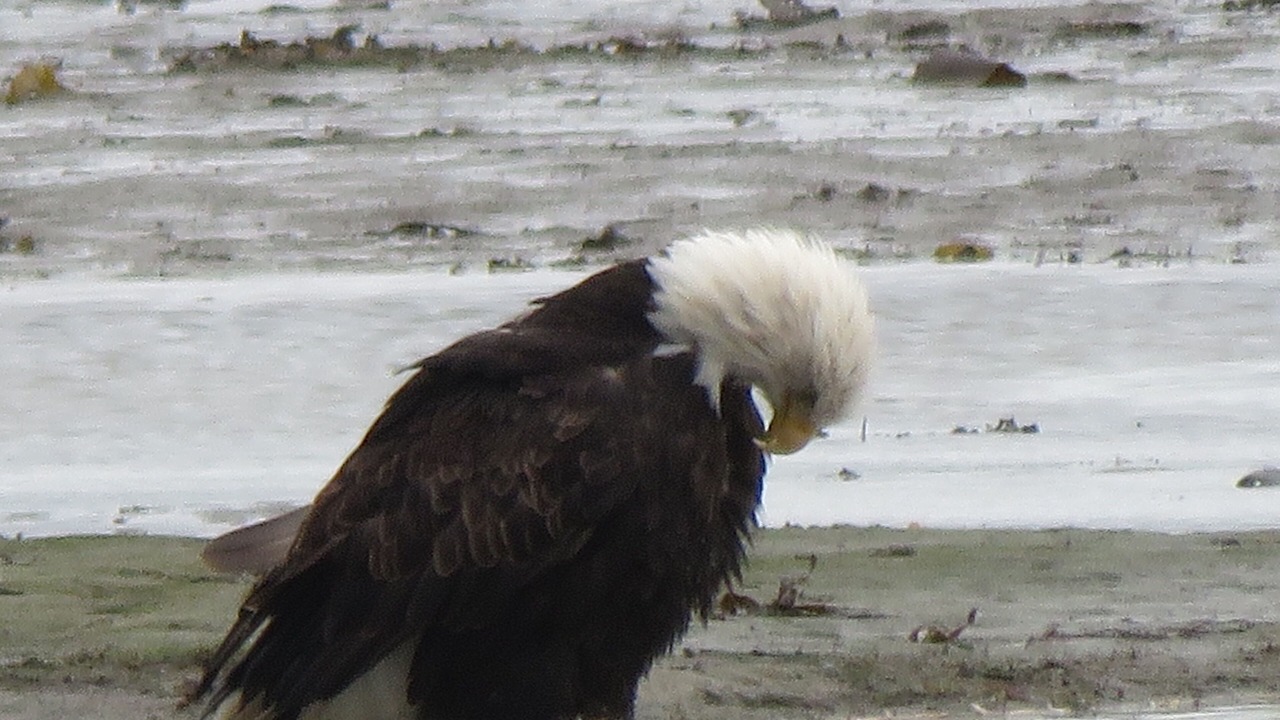 Photo of Others in Fritz Creek