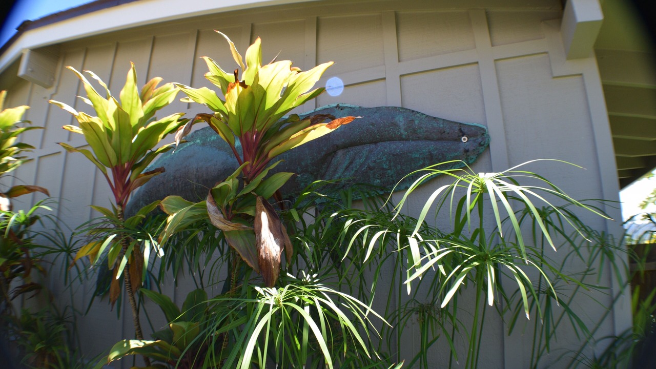 Photo of Others in Kailua