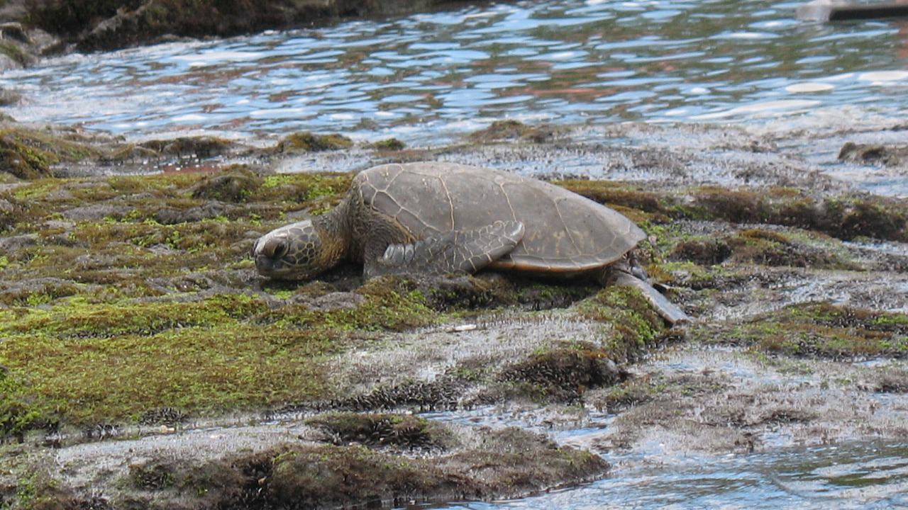 Photo of Others in Kailua-Kona