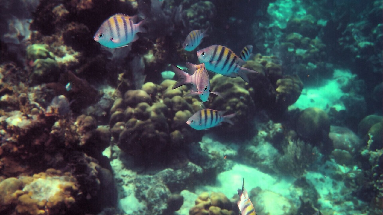 Photo of Others in Kahaluu Bay