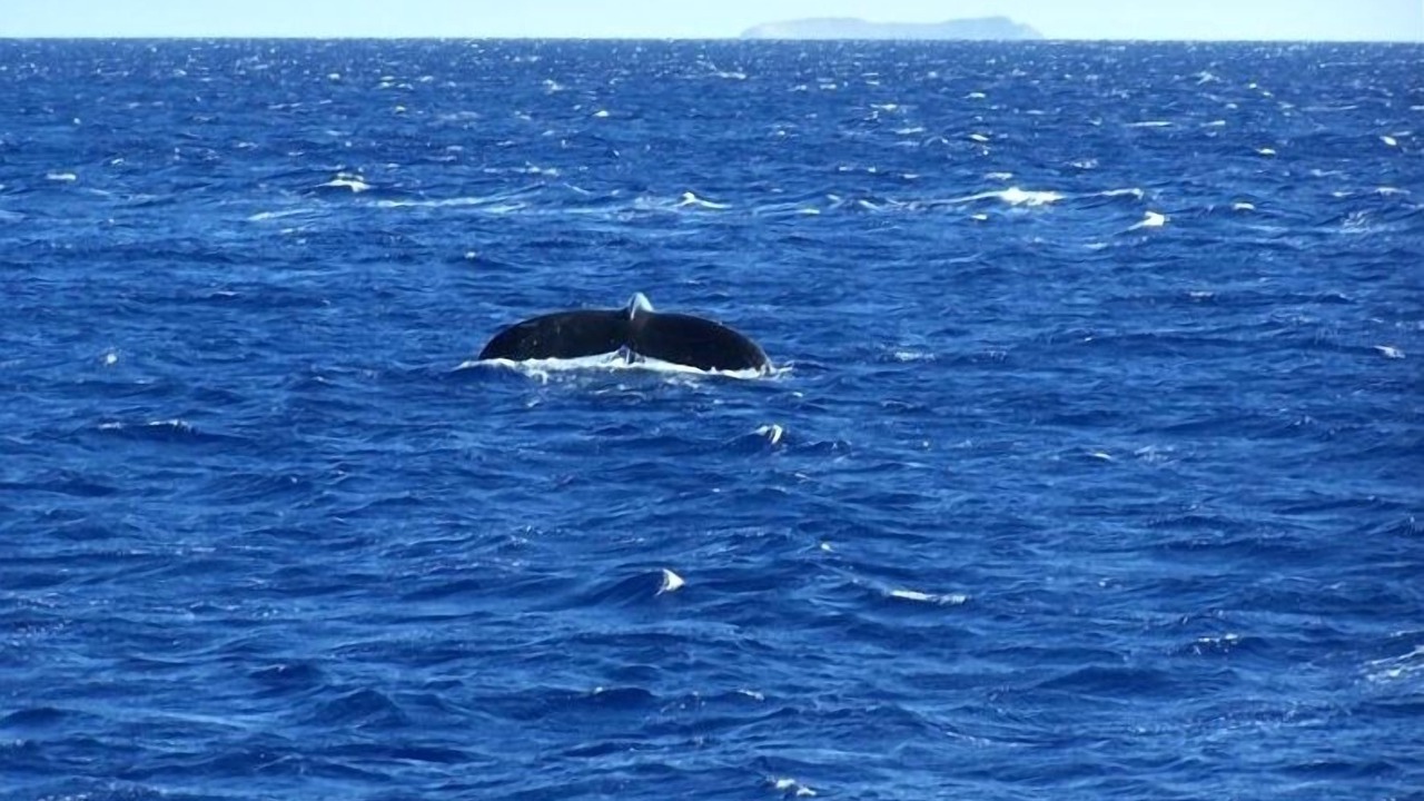 Photo of Others in Maalaea