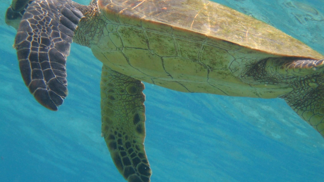 Photo of Others in Kahaluu Bay