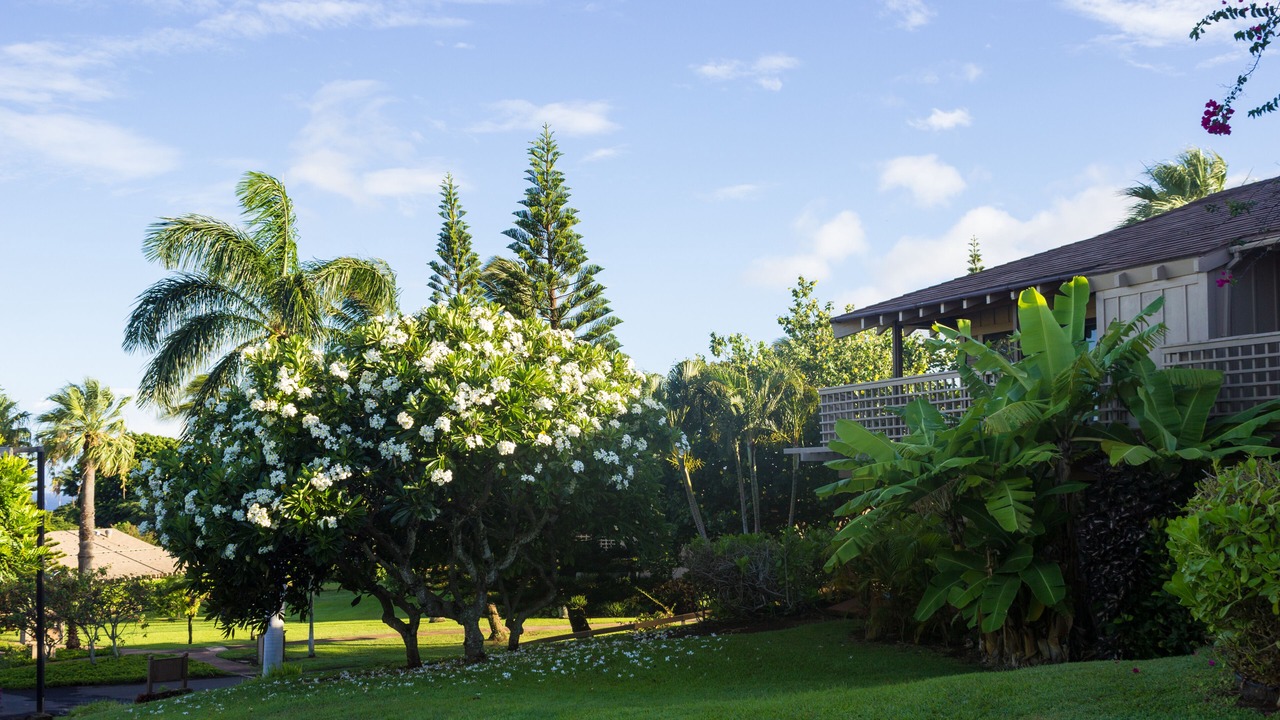 Photo of Outdoor in Maunaloa