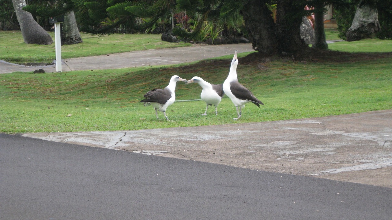 Photo of Others in Princeville