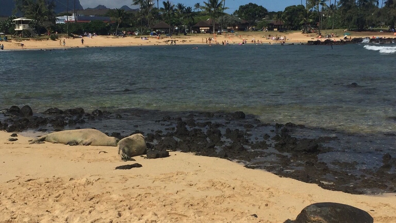 Photo of Others in Poipu