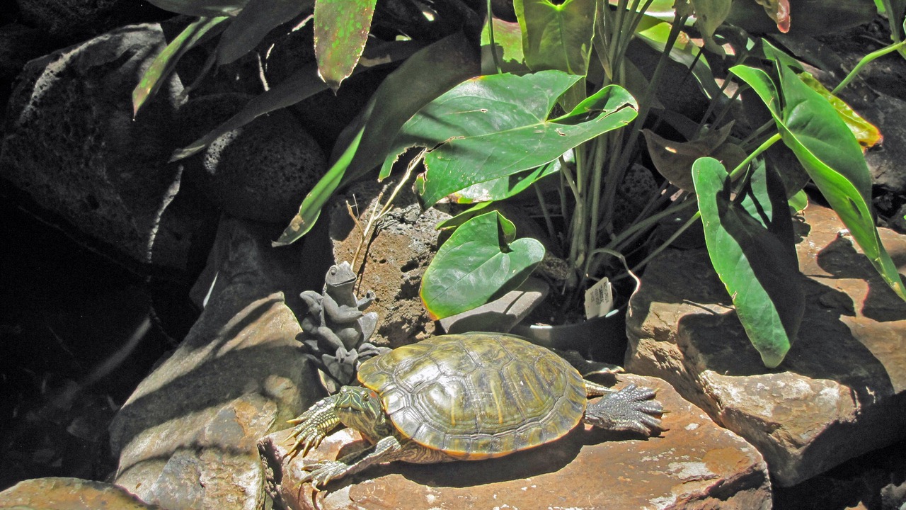 Photo of Others in Kahana