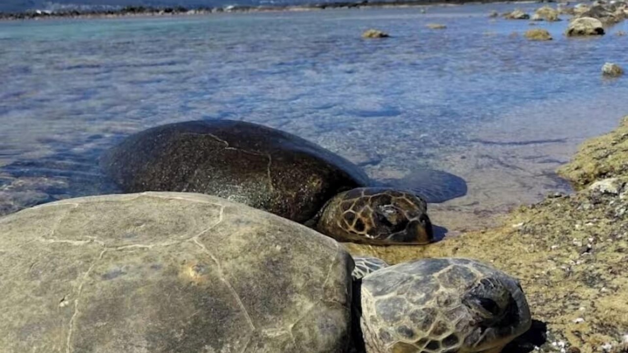 Photo of Others in Keaukaha
