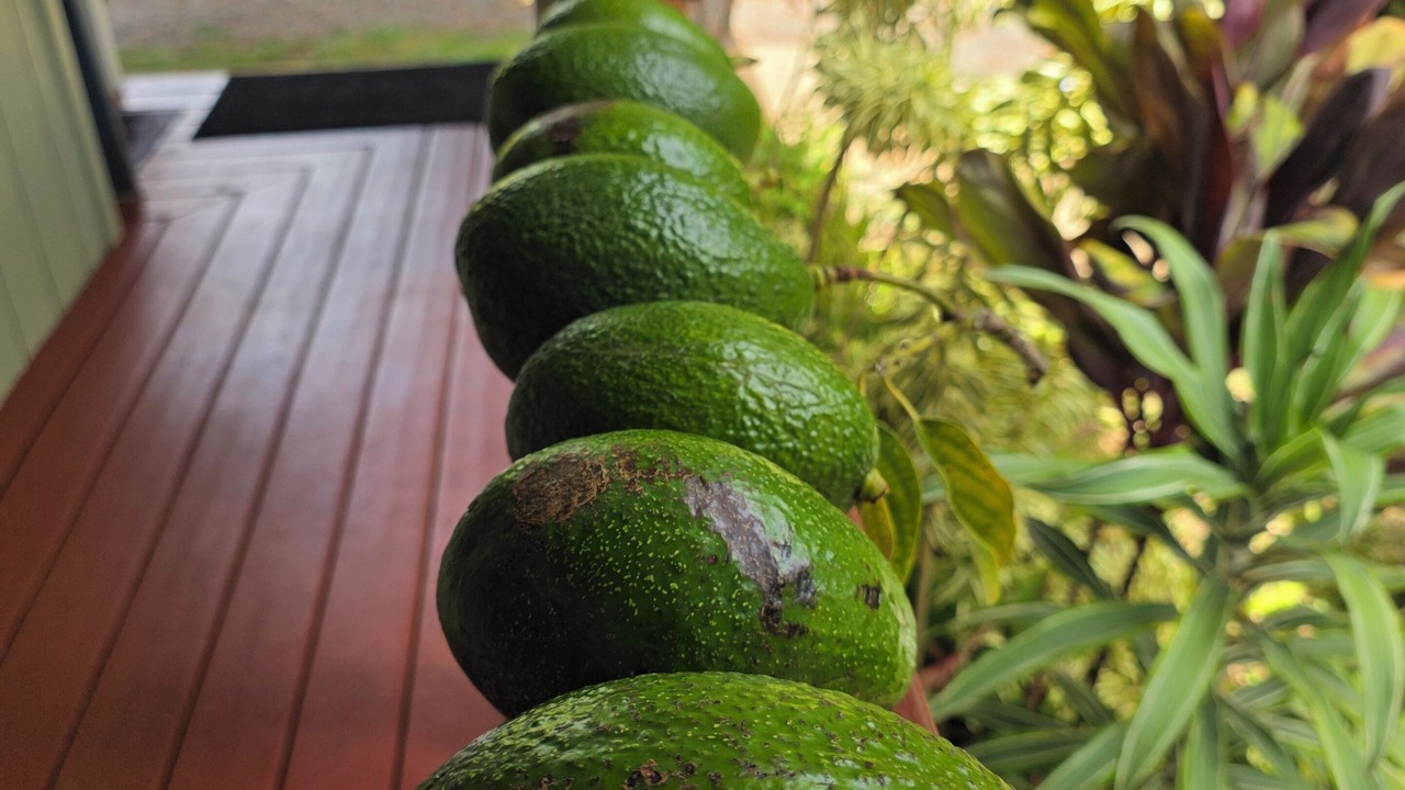 Photo of Others in Pupukea