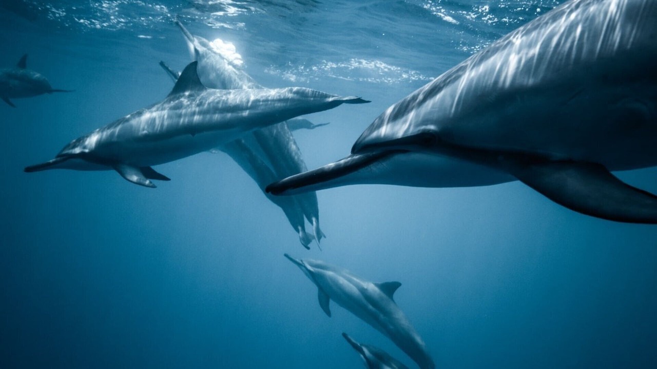 Photo of Others in Waikiki