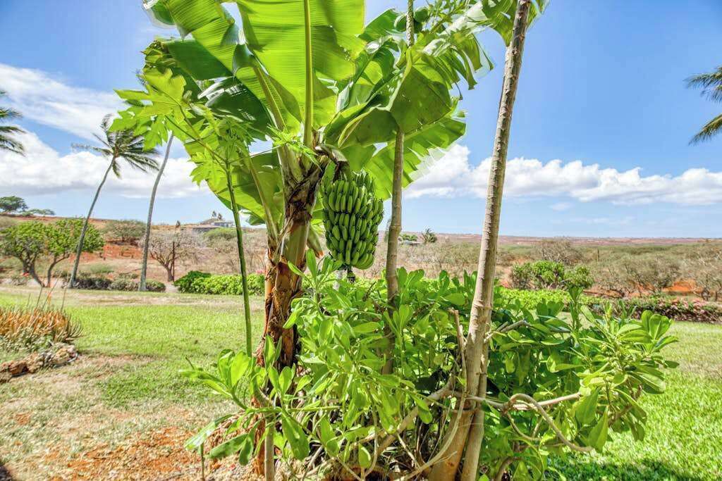Photo of Outdoor in Maunaloa