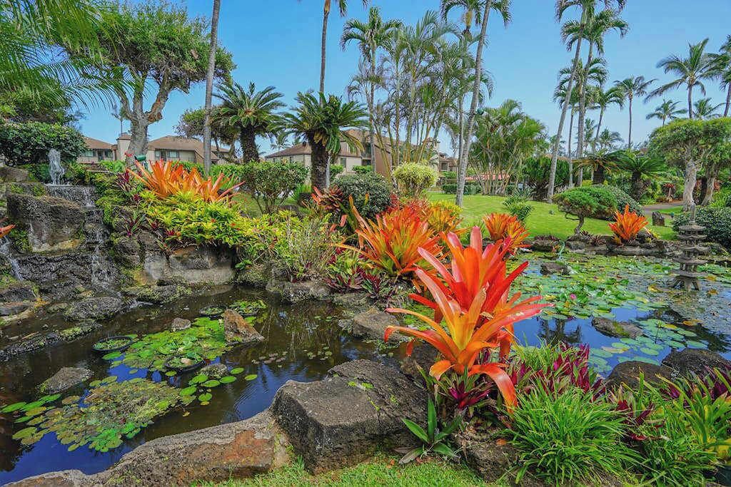 Photo of Outdoor in Kapaa
