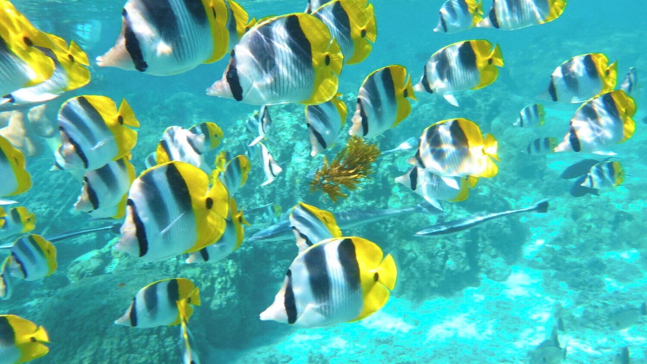 Photo of Others in Kapaa