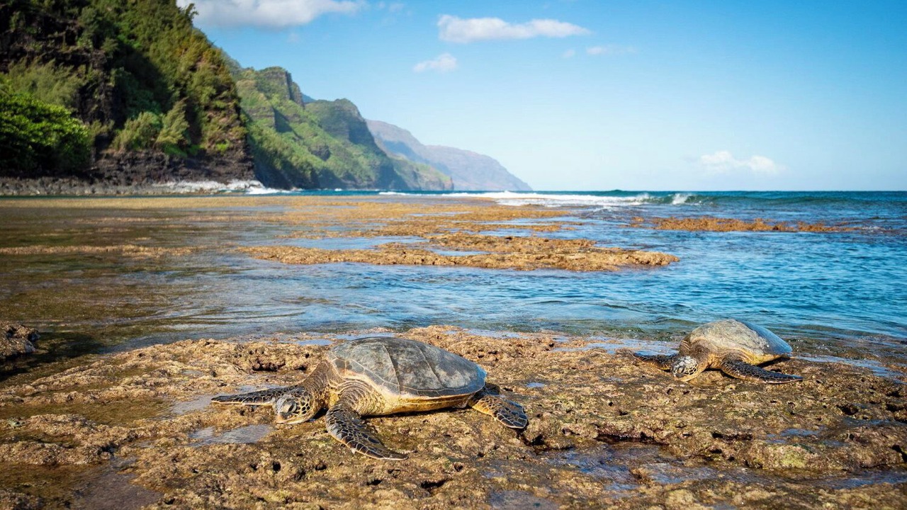 Photo of Others in Kapaa