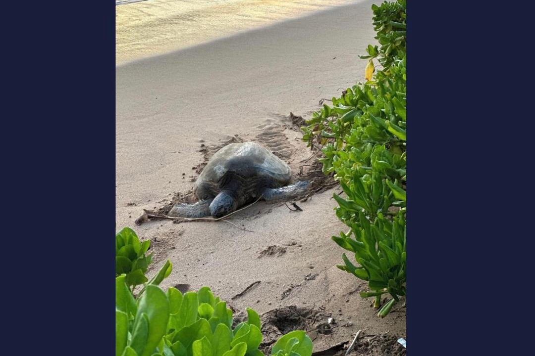 Photo of Others in Kaanapali