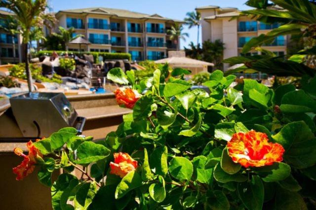 Photo of Patio Balcony in Wailua