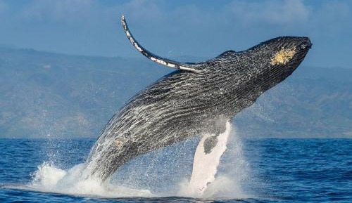 Studio with Ocean View